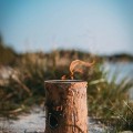 swieca-ogrodowa-woodson-4-600x600.jpg