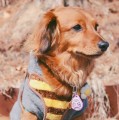 Tickless-Pet-Pink-6.jpeg