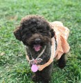 Tickless-Pet-Pink-7.jpeg