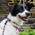 Tickless-Pet-Pink-8.jpeg