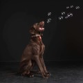 Tickless-Pet-Pink-9.jpg