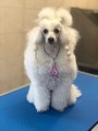 Tickless-Pet-Pink-12.jpg