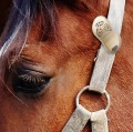 Tickless-Horse-4.jpg