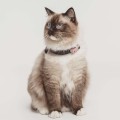 Tickless-Pet-Mini-Rose-Gold-3.jpg