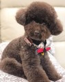 Tickless-Pet-Mini-Rose-Gold-4.jpeg