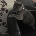 Tickless-Pet-Mini-Rose-Gold-6.png