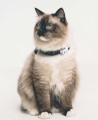 Tickless-Pet-Mini-White-3.jpg