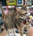 Tickless-Pet-Mini-Gold-10.jpeg