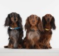 tickless-pet-mini-2.JPG