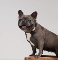 Tickless-Pet-Mini-Pink-3.jpg