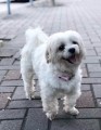 Tickless-Pet-Mini-Pink-5.jpg