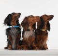 tickless-pet-mini-1.JPG